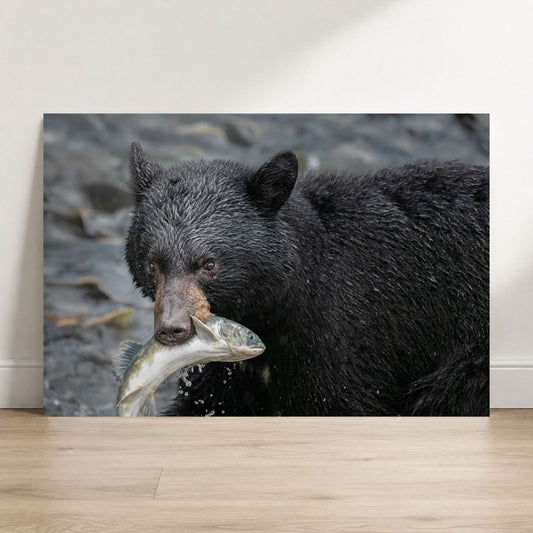 Black bear holding a fish in its mouth against a natural background