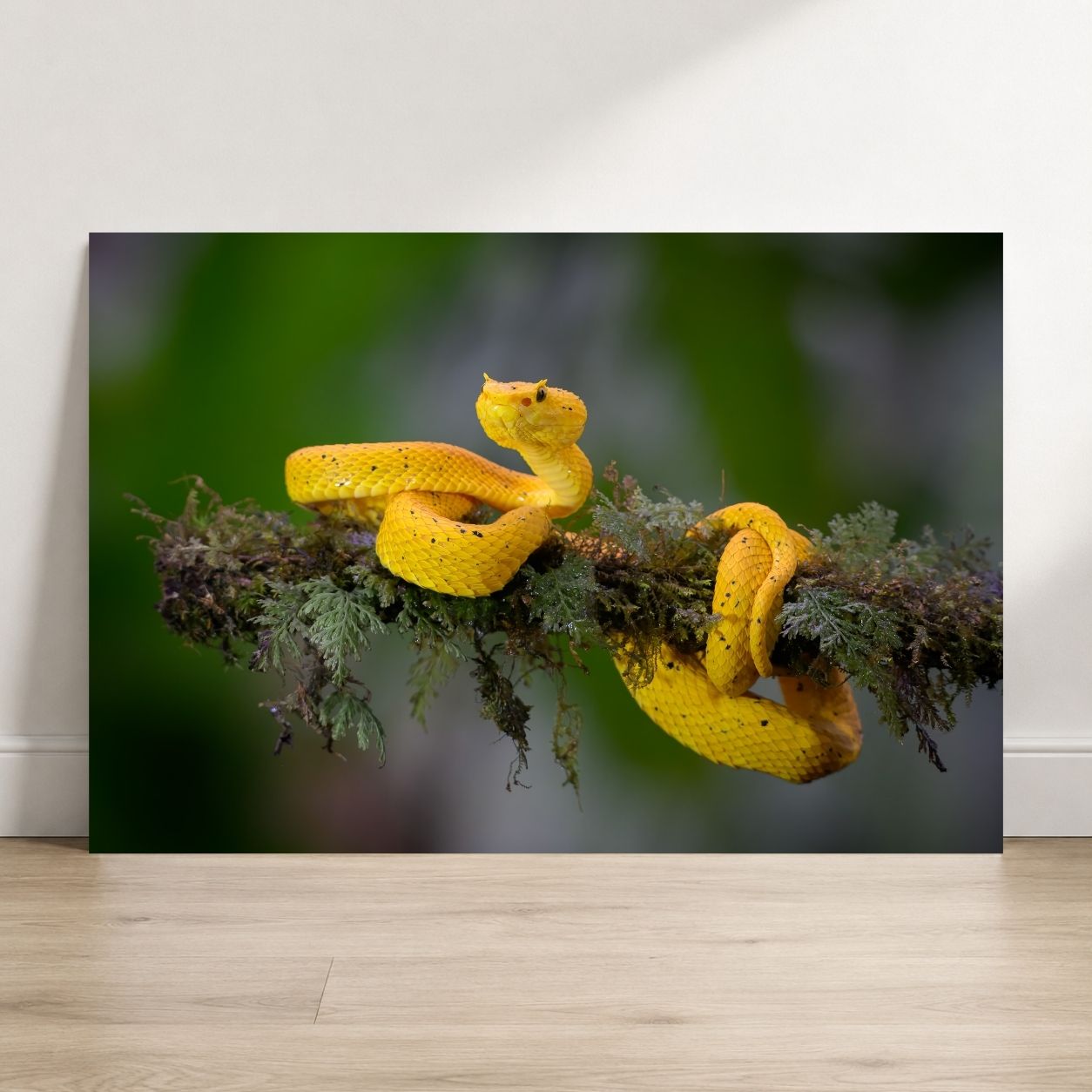 Central American Eyelash Viper Wildlife Photography Print