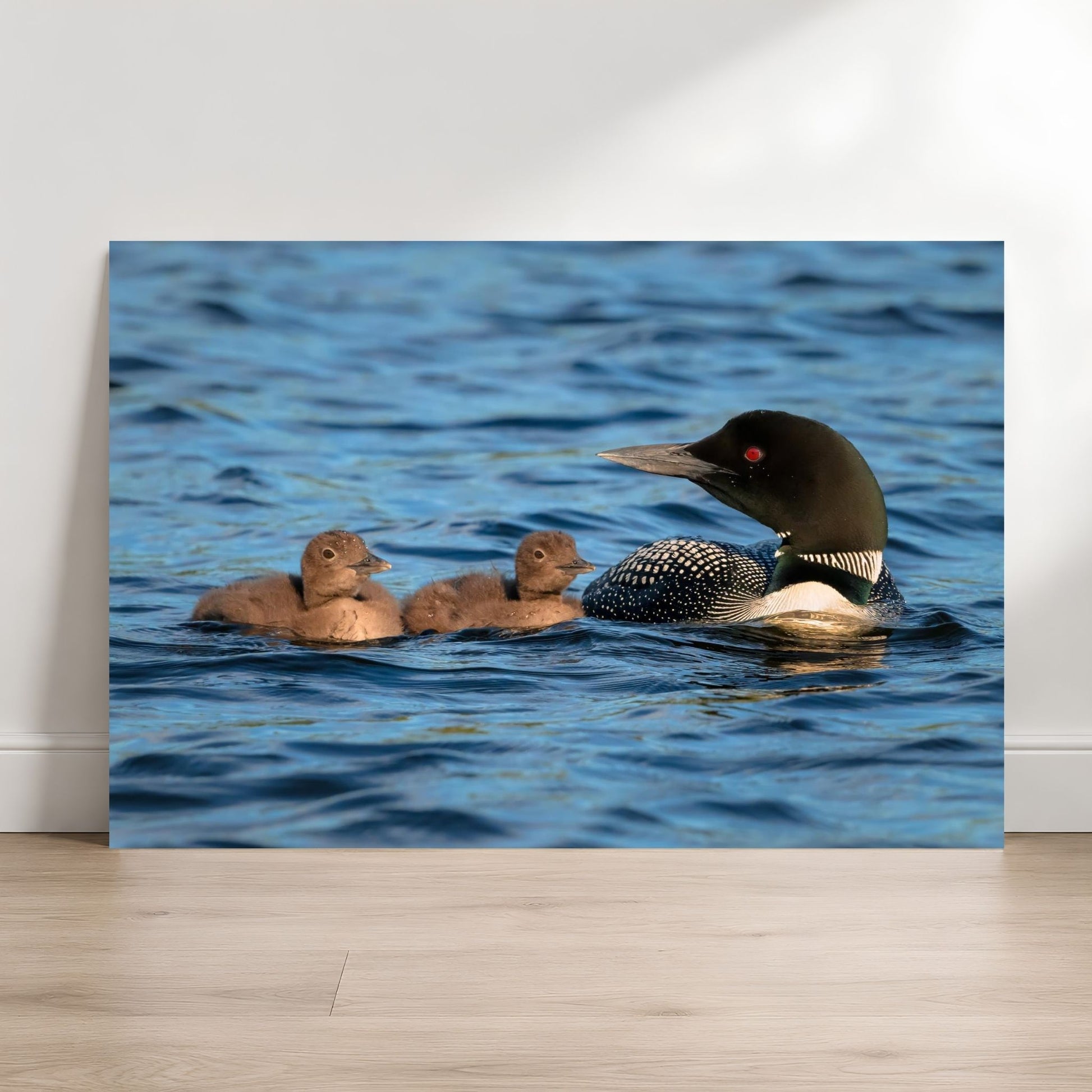 Common loon swimming with two fluffy chicks on rippled blue water, showing the adult loon’s black head, red eye, and patterned feathers