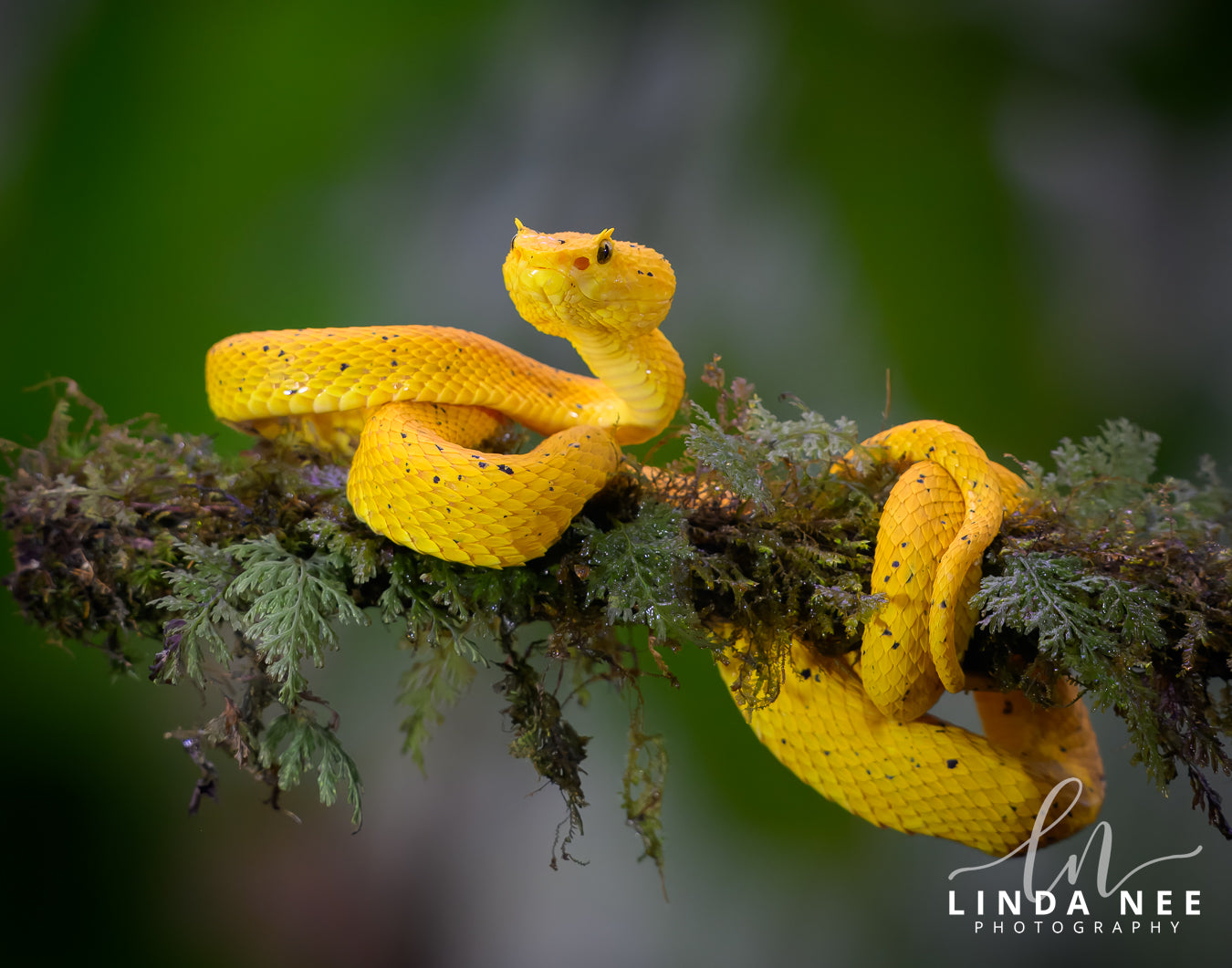 A photo of a yellow eyelash viper