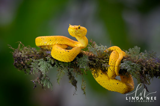 A photo of a yellow eyelash viper