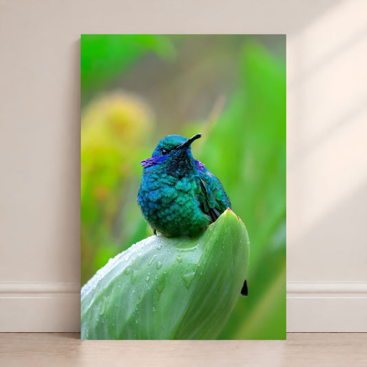 Colorful hummingbird on a green leaf against a blurred natural background