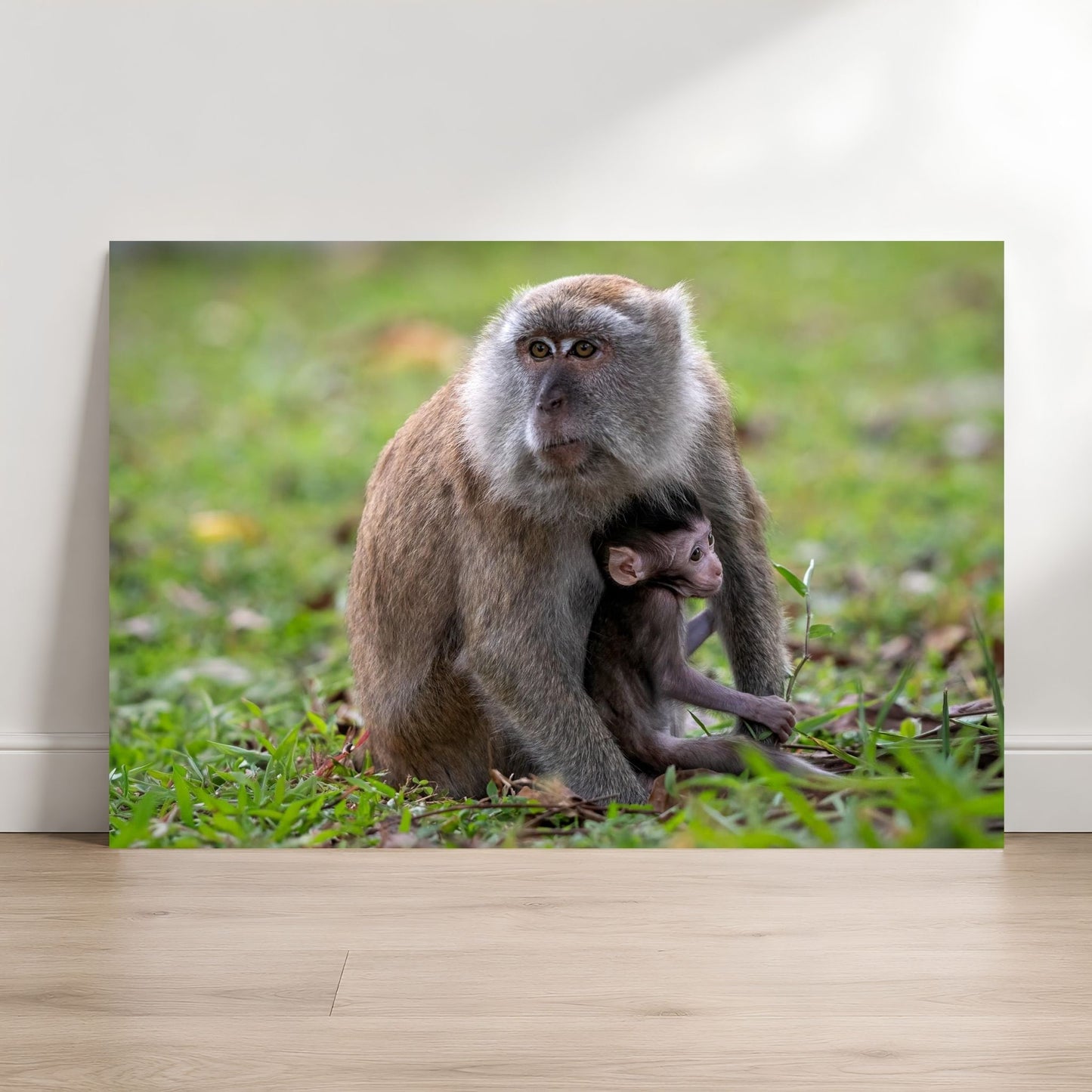 Framed Long-tailed Macaque with curious infant photography print on living room wall, Singapore wildlife wall art for nature decor