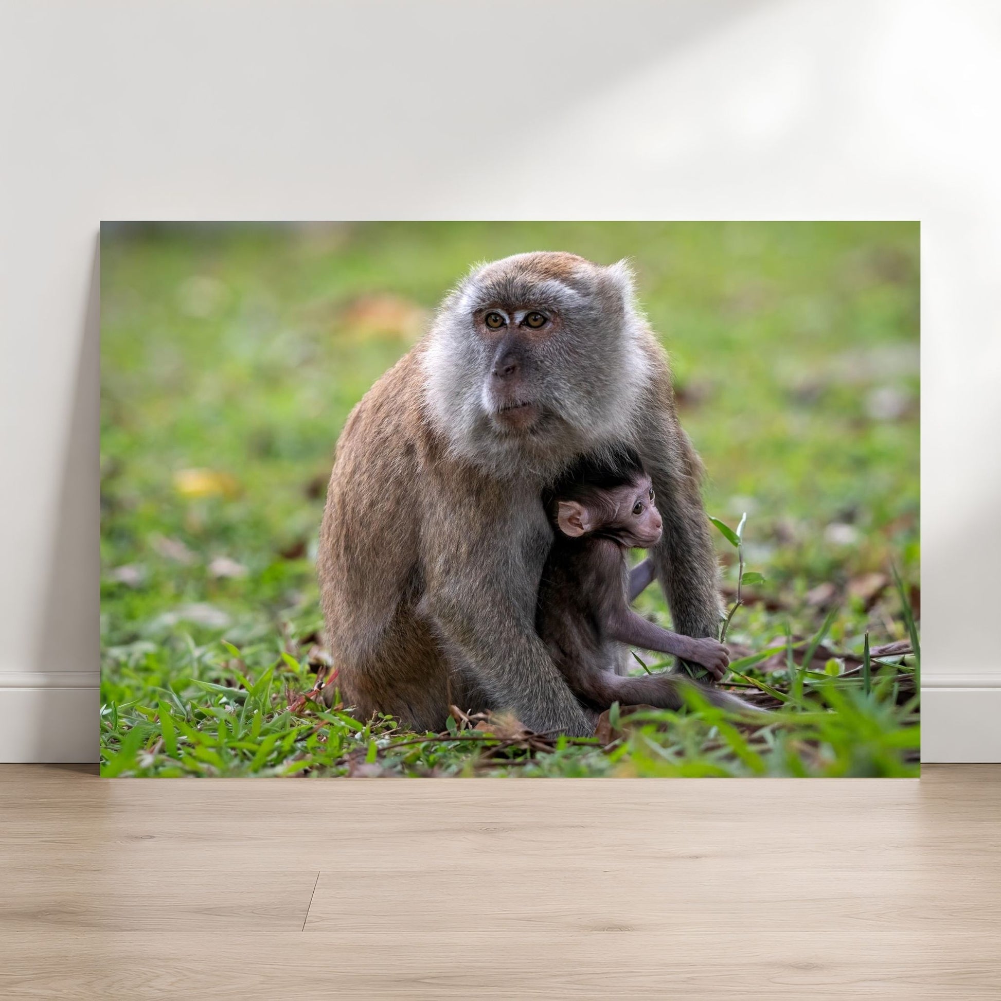 Framed Long-tailed Macaque with curious infant photography print on living room wall, Singapore wildlife wall art for nature decor