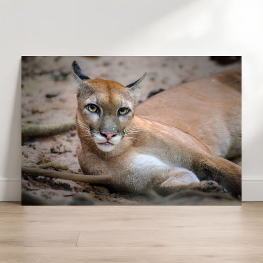 Carnivore lying on the ground with a neutral background