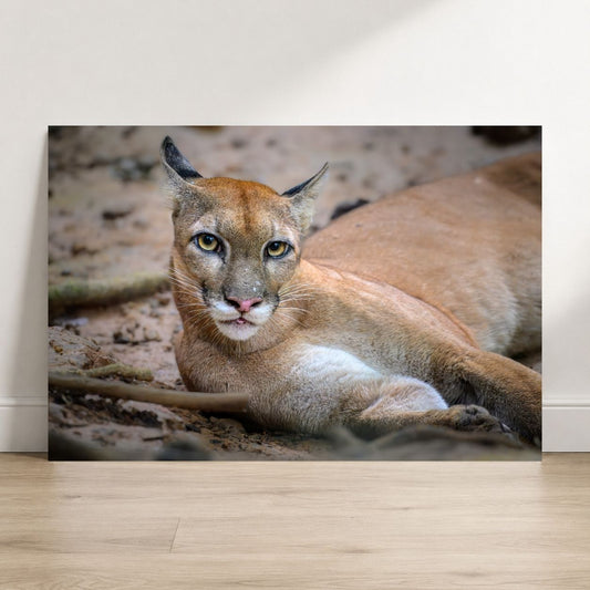Carnivore lying on the ground with a neutral background