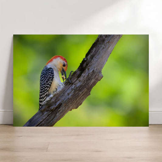 Woodpecker on a branch with a blurred green background
