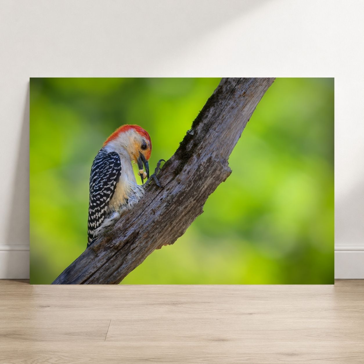 Woodpecker on a branch with a blurred green background