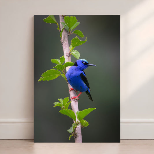 Blue bird perched on a branch with green leaves against a dark background