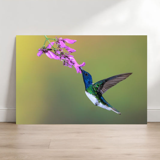 Hummingbird feeding on pink flowers against a gradient background