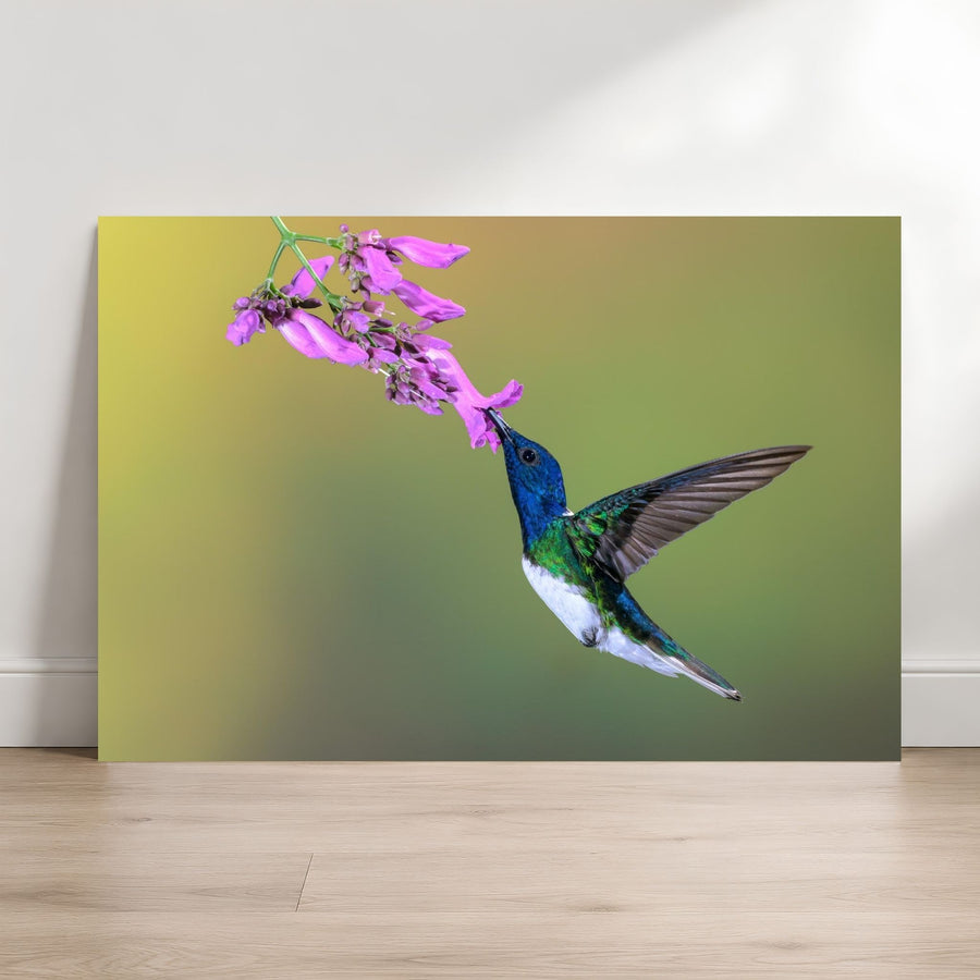 Hummingbird feeding on pink flowers against a gradient background