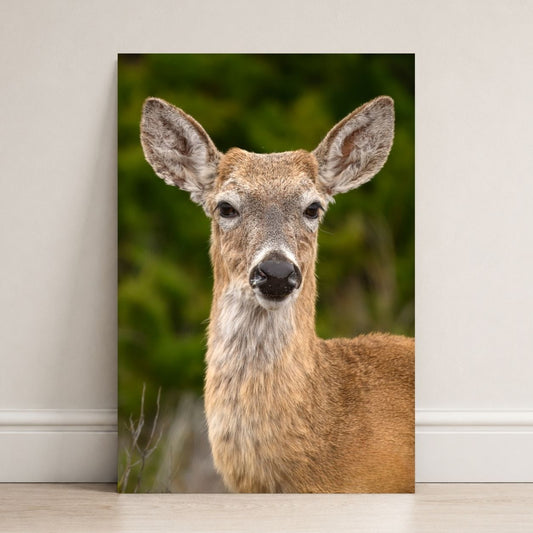 White-tailed Deer