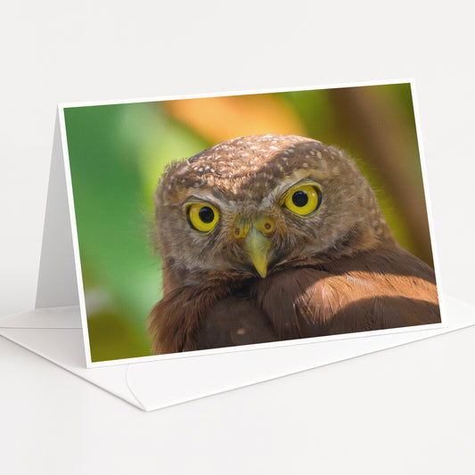 A close-up photograph of a brown owl with yellow eyes, captured in a natural setting with blurred green foliage in the background.