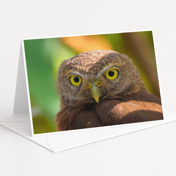 A close-up photograph of a brown owl with yellow eyes, captured in a natural setting with blurred green foliage in the background.