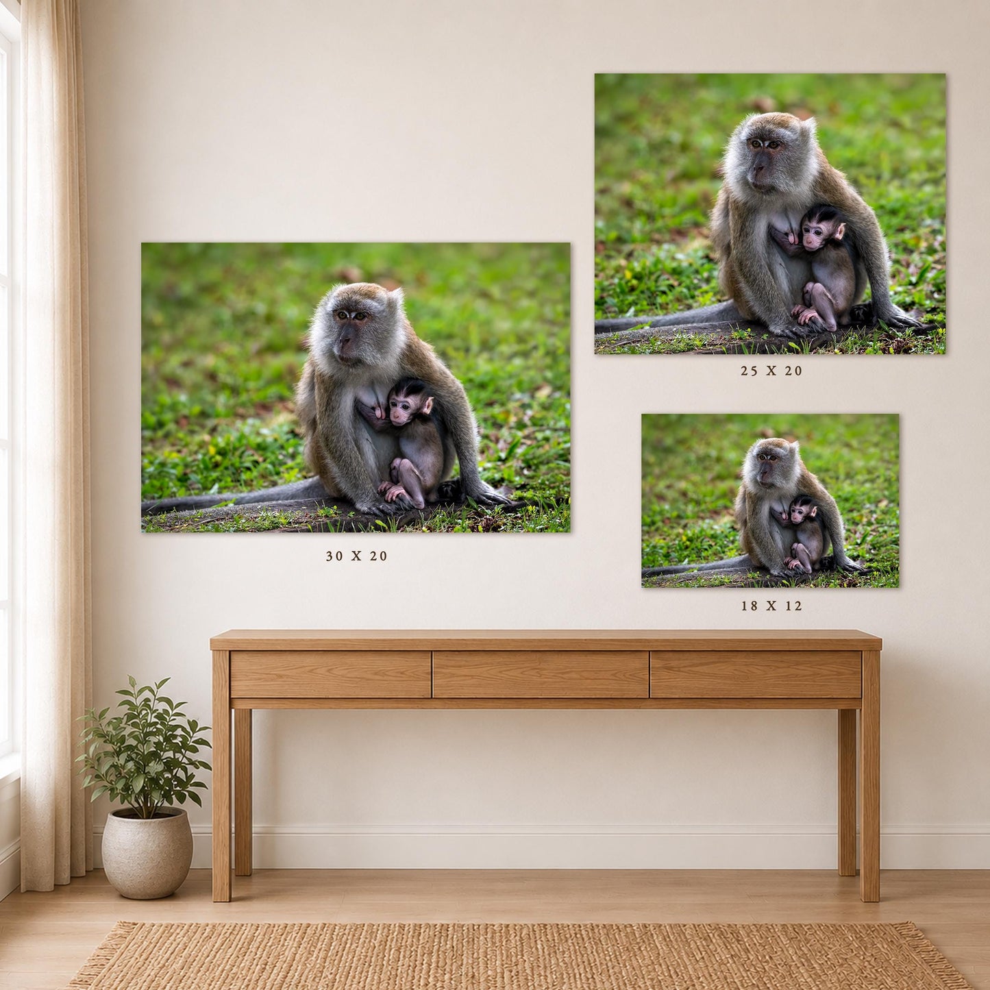 The image is a collage of three photographs depicting a monkey sitting on the ground, with one of the monkeys holding a baby. The photographs are of different sizes, with the largest one being 25 x 20 and the smallest one being 18 x 12.