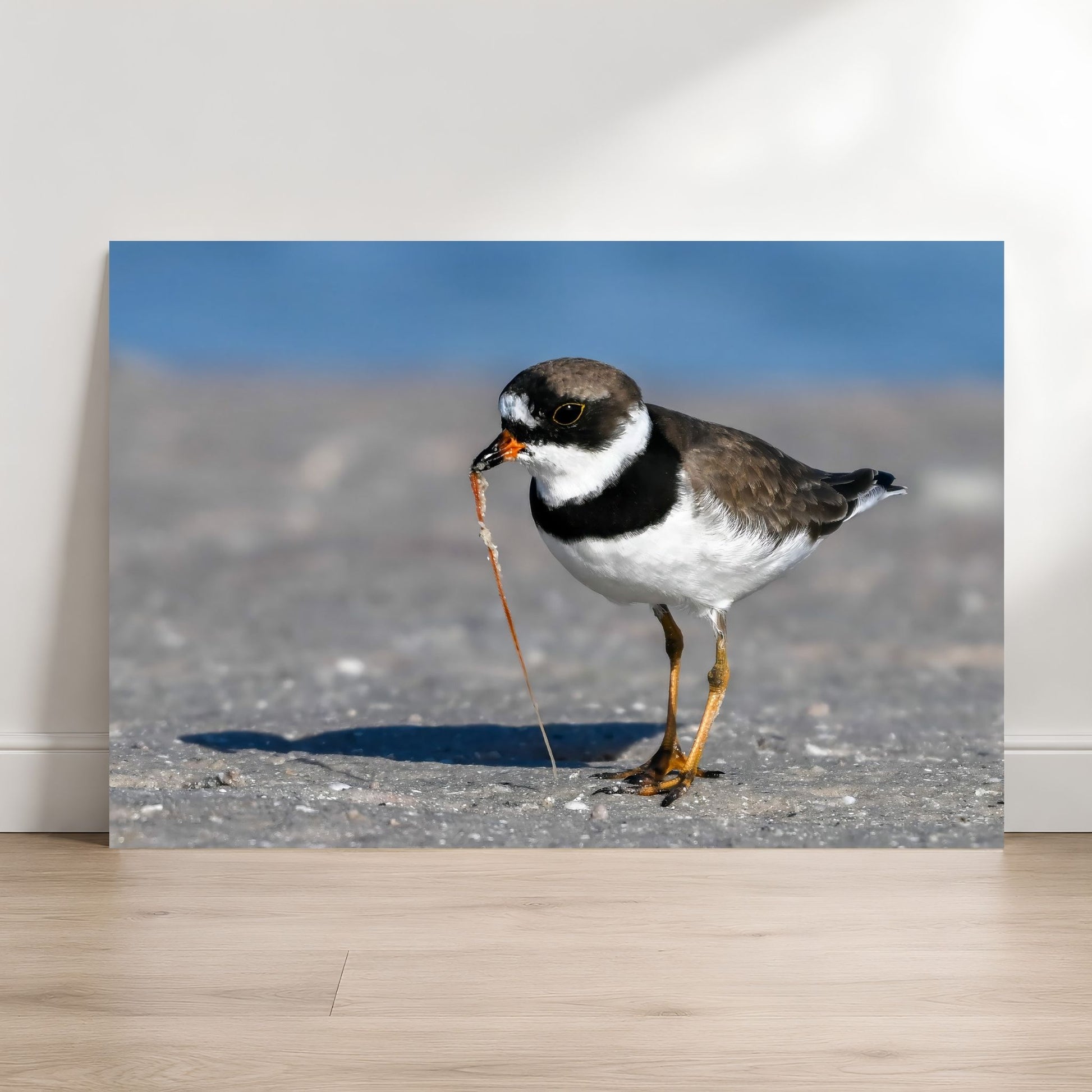 A close-up photograph of a bird standing on a rocky surface, with a blue background.