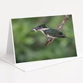 A black and white kingfisher bird is perched on a branch, with its beak open and a fish in its mouth.