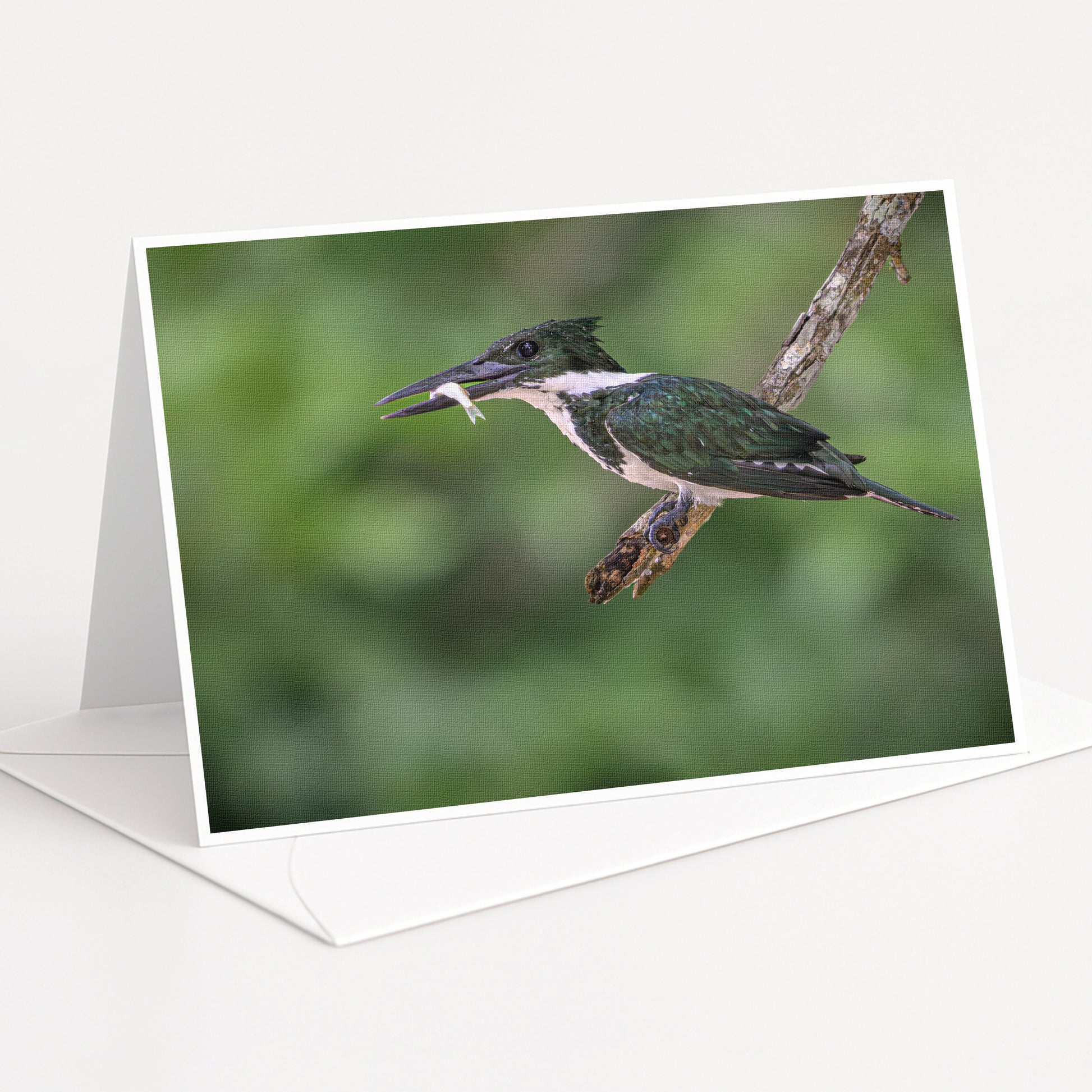 A black and white kingfisher bird is perched on a branch, with its beak open and a fish in its mouth.
