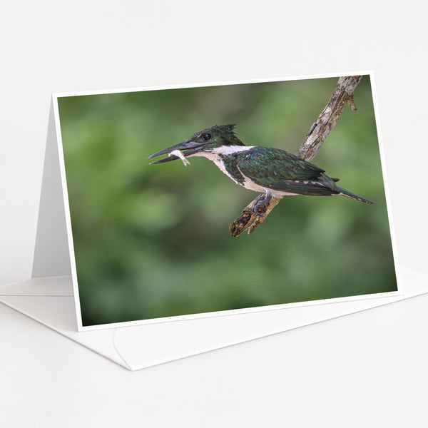 A black and white kingfisher bird is perched on a branch, with its beak open and a fish in its mouth.