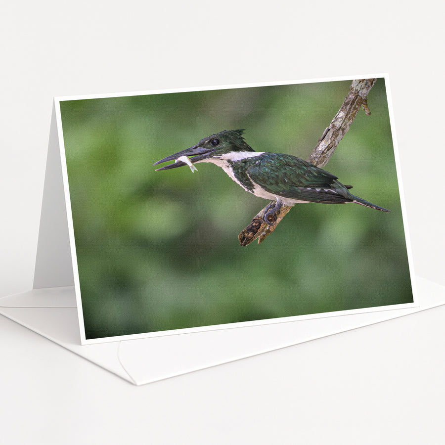A black and white kingfisher bird is perched on a branch, with its beak open and a fish in its mouth.