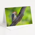 A colorful bird, possibly a woodpecker, perched on a tree branch.
