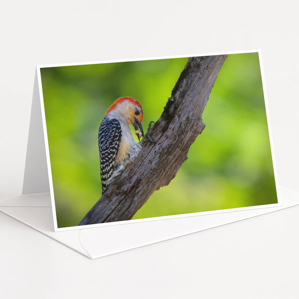 A colorful bird, possibly a woodpecker, perched on a tree branch.