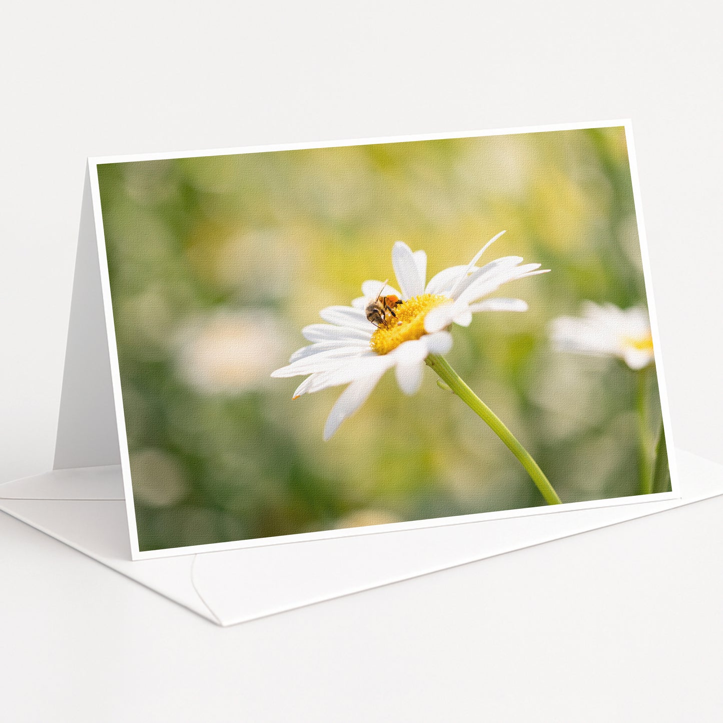 A close-up of a white daisy flower with a bee resting on it, set against a blurred green background.