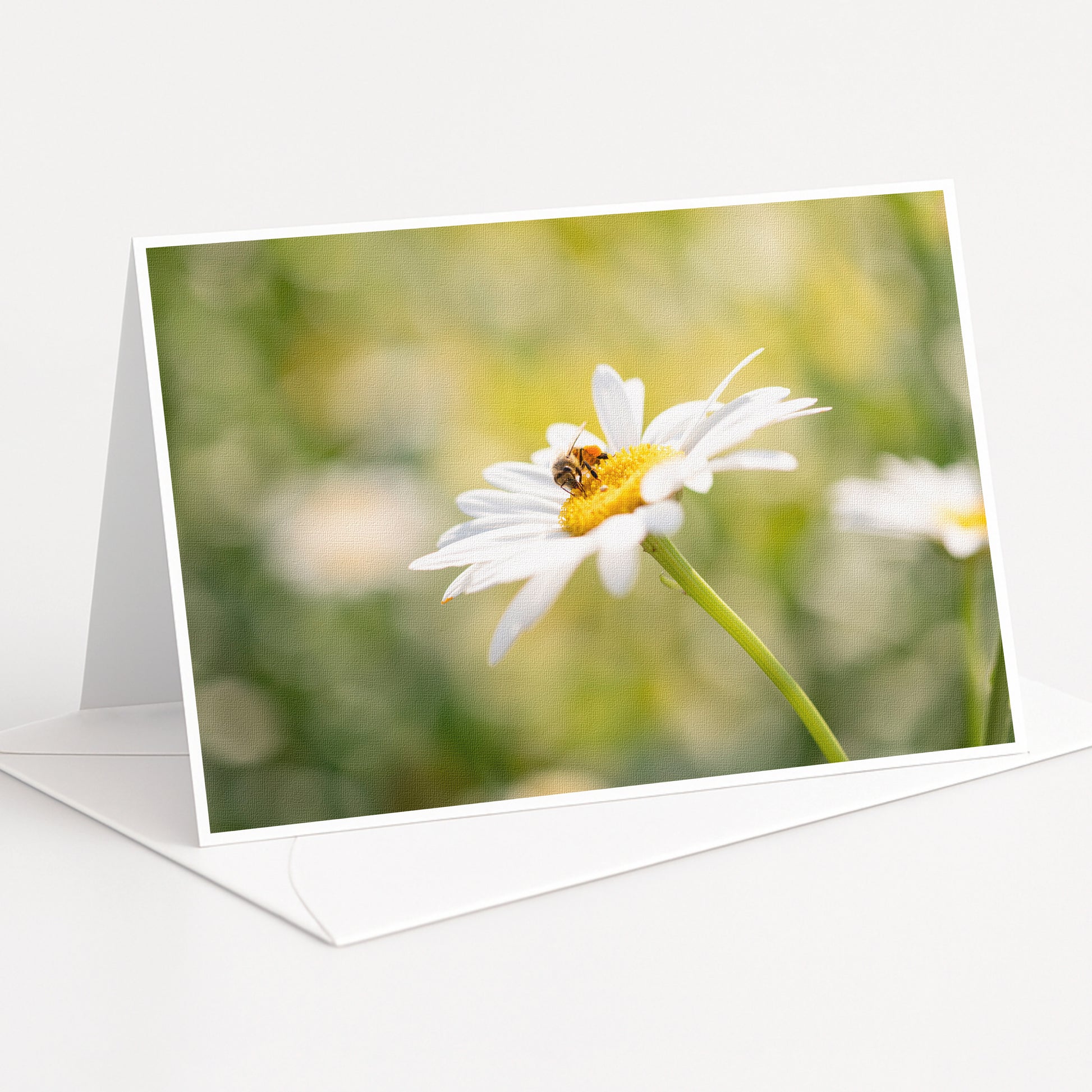 A close-up of a white daisy flower with a bee resting on it, set against a blurred green background.