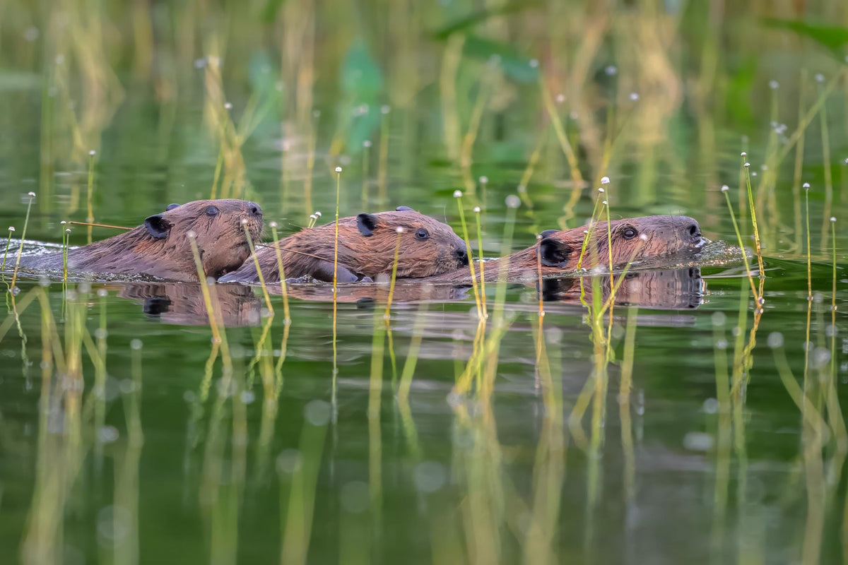 Fine art wildlife print featuring a North American Beaver family swimming through green New Hampshire pond water, with two young kits riding on the adult beaver’s back, photographed from a kayak by Linda Nee.