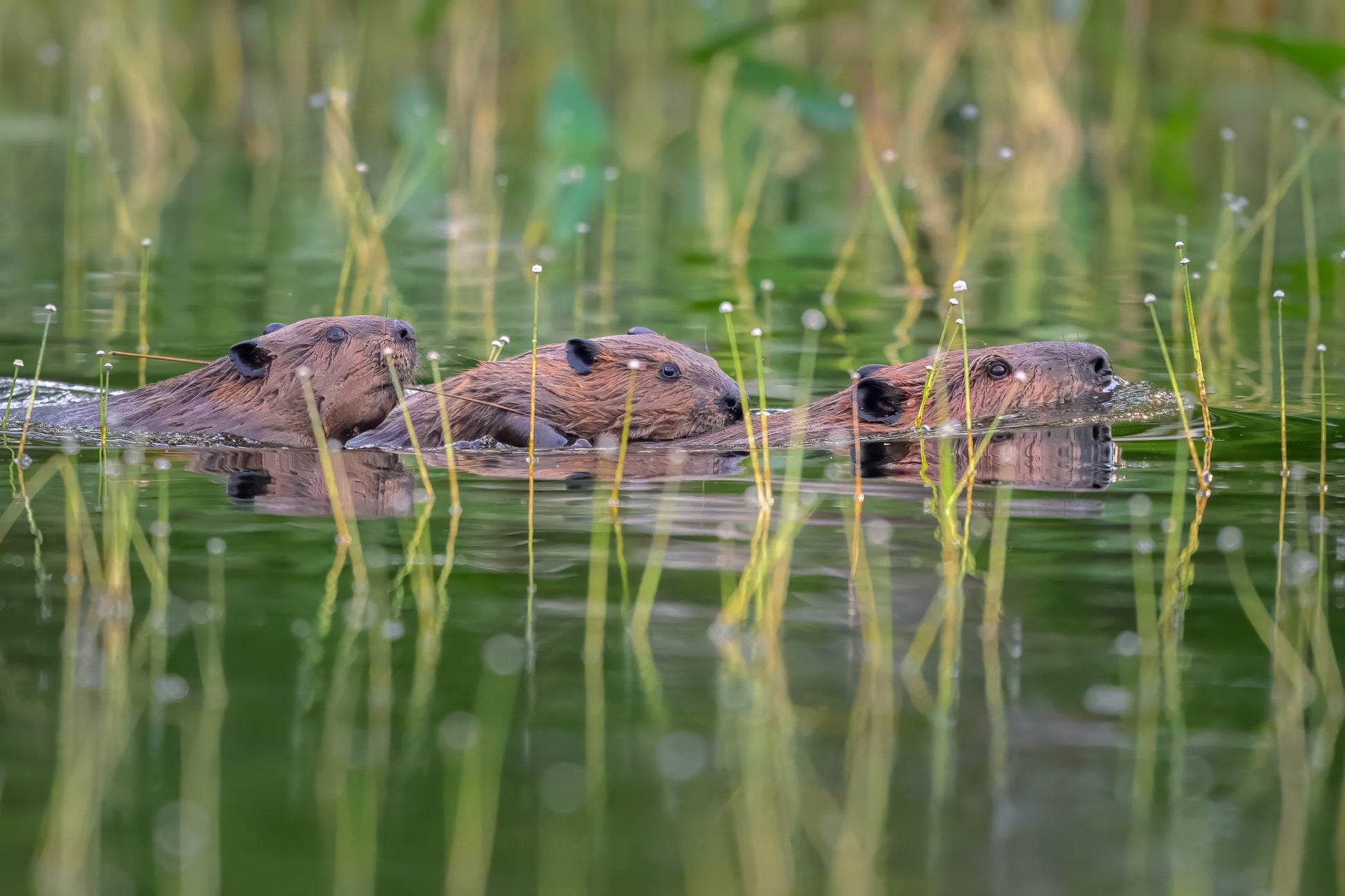 Fine art wildlife print featuring a North American Beaver family swimming through green New Hampshire pond water, with two young kits riding on the adult beaver’s back, photographed from a kayak by Linda Nee.