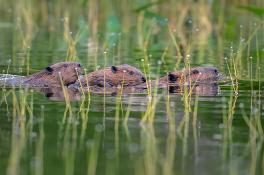Fine art wildlife print featuring a North American Beaver family swimming through green New Hampshire pond water, with two young kits riding on the adult beaver’s back, photographed from a kayak by Linda Nee.