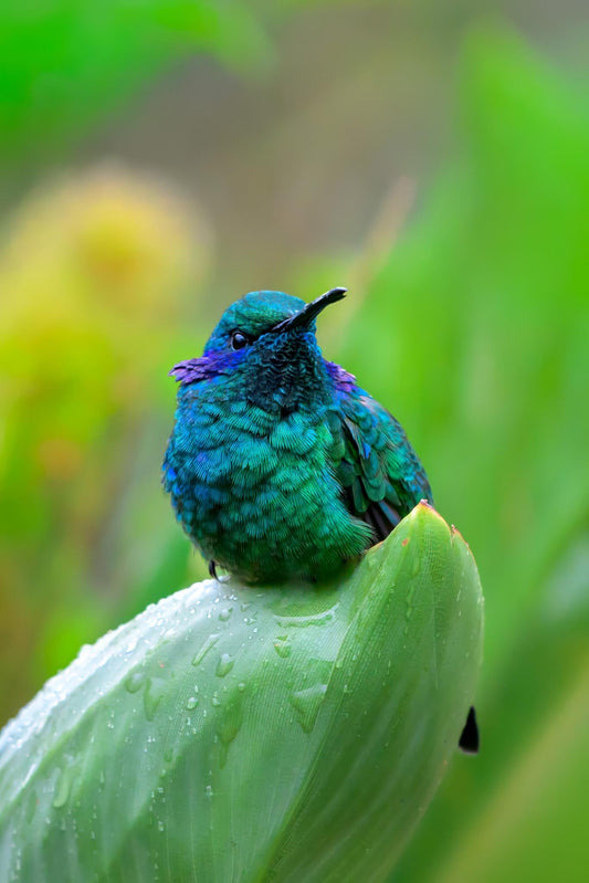 Fine art wildlife print featuring a Lesser Violetear Hummingbird perched on a rain-dotted green leaf at Savegre Hotel Natural Reserve & Spa in Costa Rica, photographed by Linda Nee.
