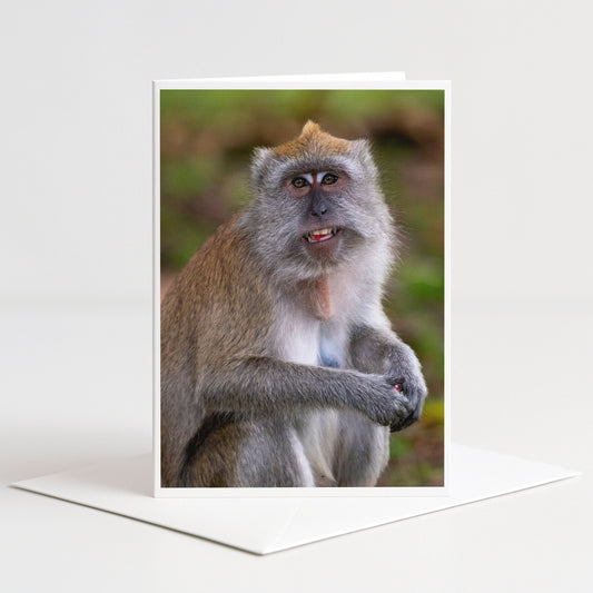 A close-up photograph of a monkey sitting on a surface, with a blurred green background.