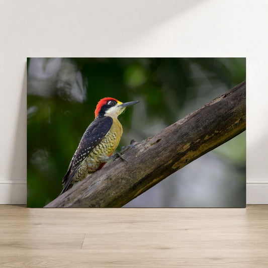Black-cheeked Woodpecker