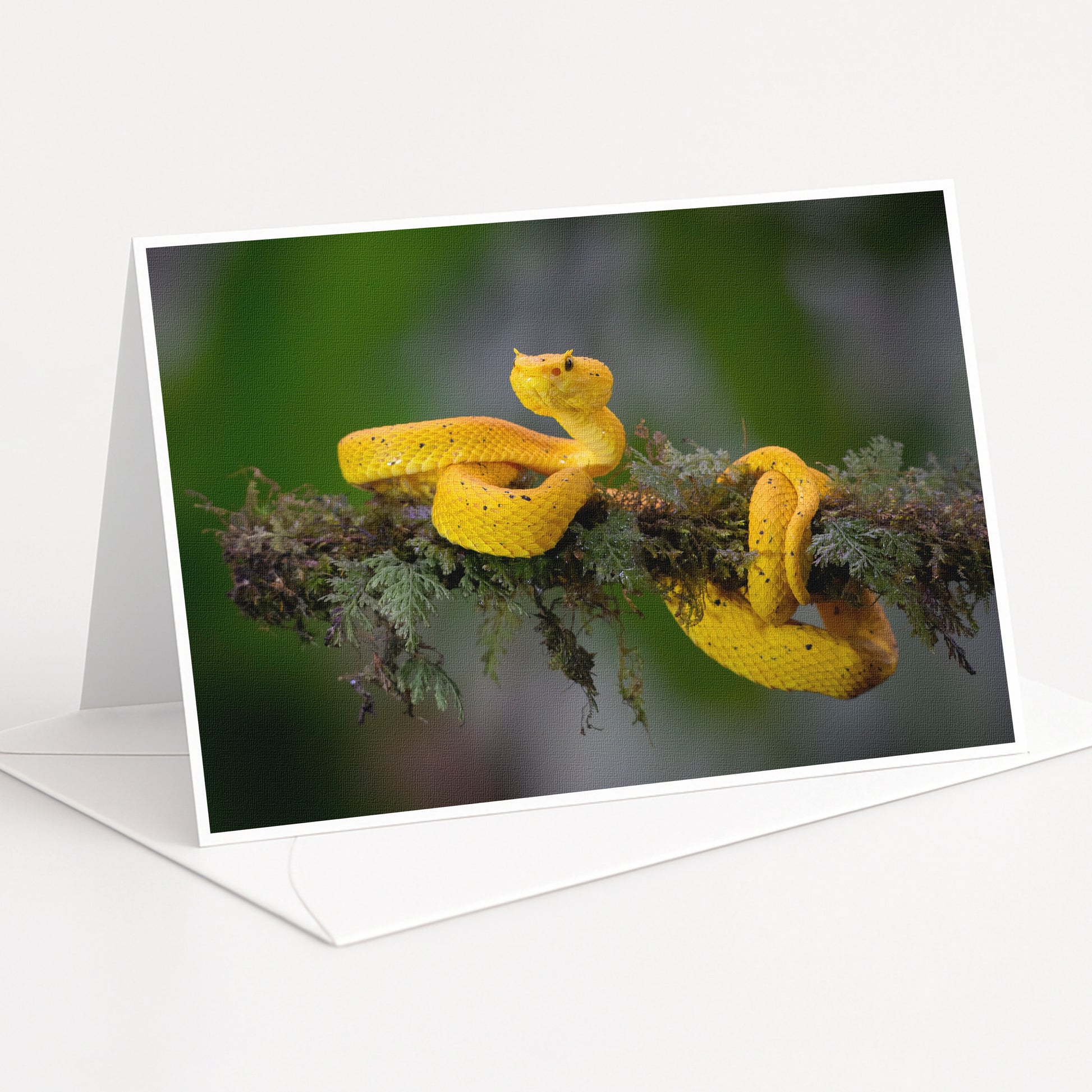 A yellow snake is perched on a branch, coiled and ready to strike.