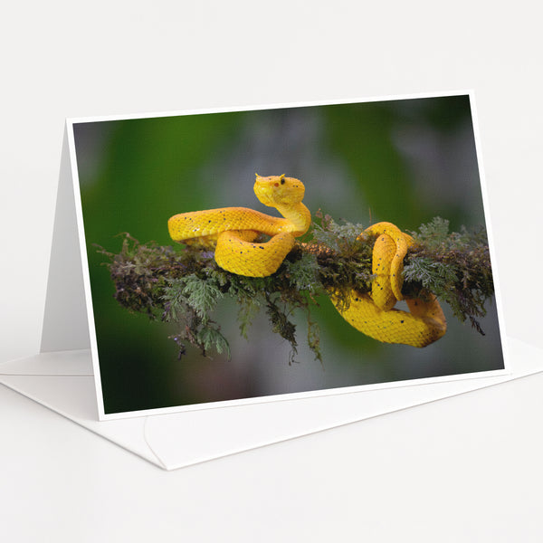 A yellow snake is perched on a branch, coiled and ready to strike.