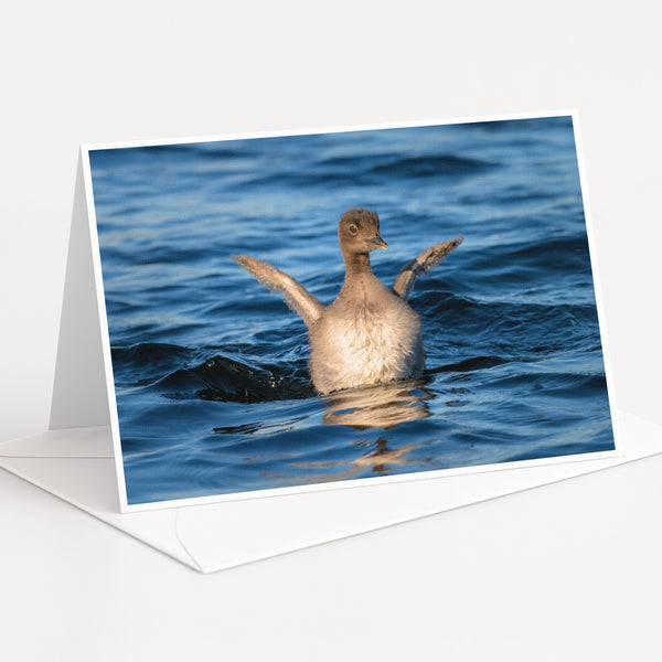 A duck swimming in the water with its wings spread wide.
