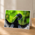 A close-up photograph of a black bird with a long beak, set against a blurred green background.