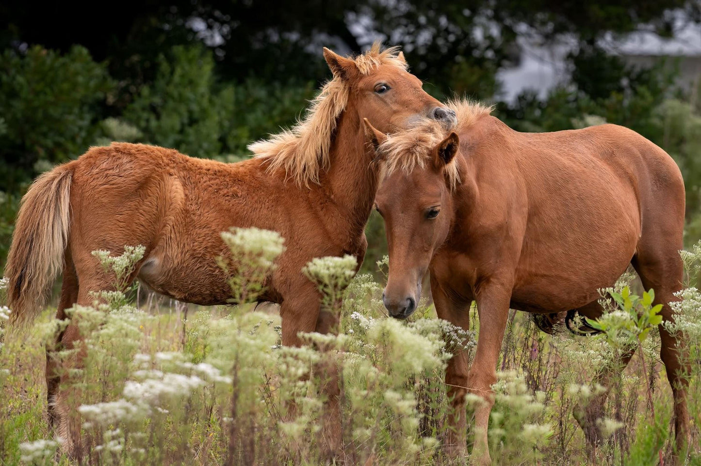 Assateague wild horse mare and foal standing close together in a coastal meadow with soft white wildflowers and green summer vegetation.