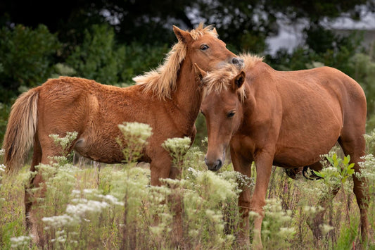 Assateague wild horse mare and foal standing close together in a coastal meadow with soft white wildflowers and green summer vegetation.