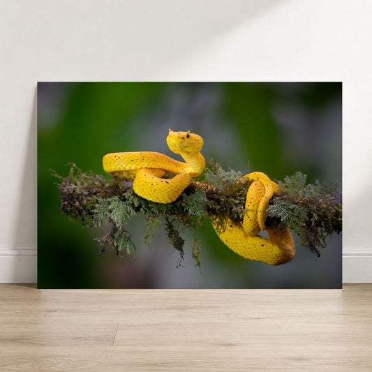 Central American Eyelash-Viper
