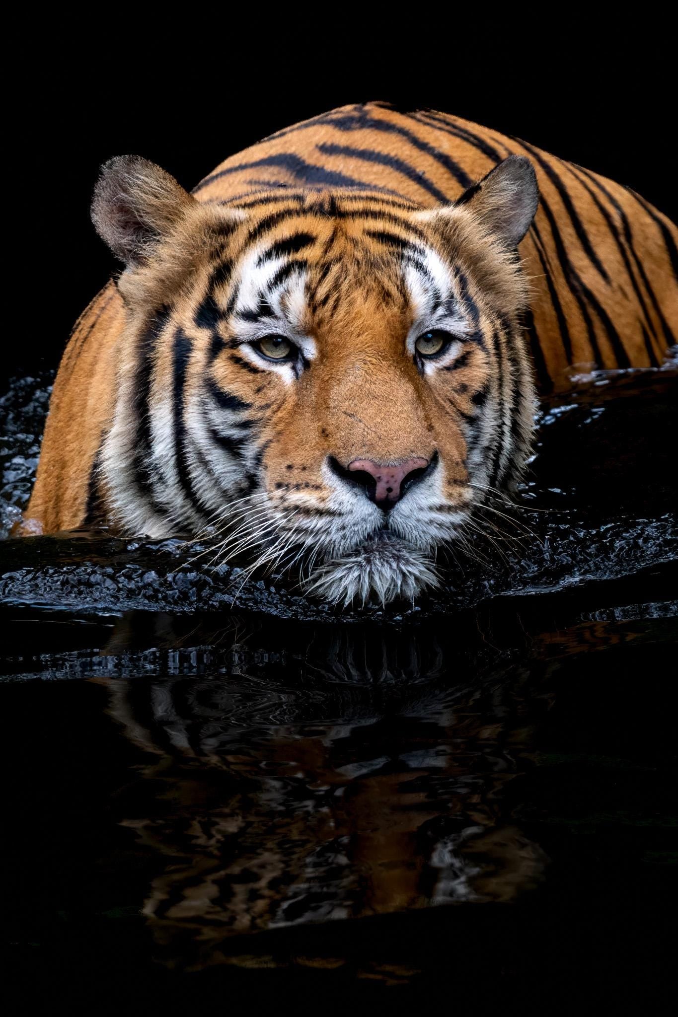 Original photography by Linda Nee featuring a Bengal tiger resting low in dark water at the Singapore Zoo, with orange fur, black stripes, direct eye contact, and a moody reflection below.