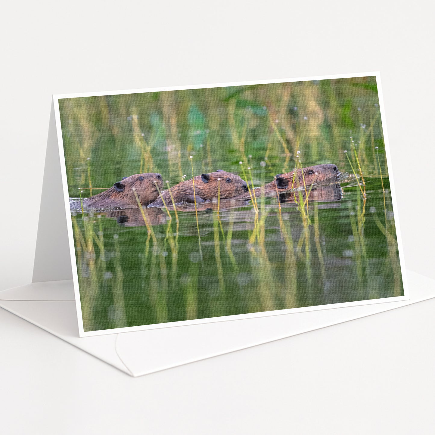 A greeting card featuring three beavers swimming in a body of water surrounded by tall grass.