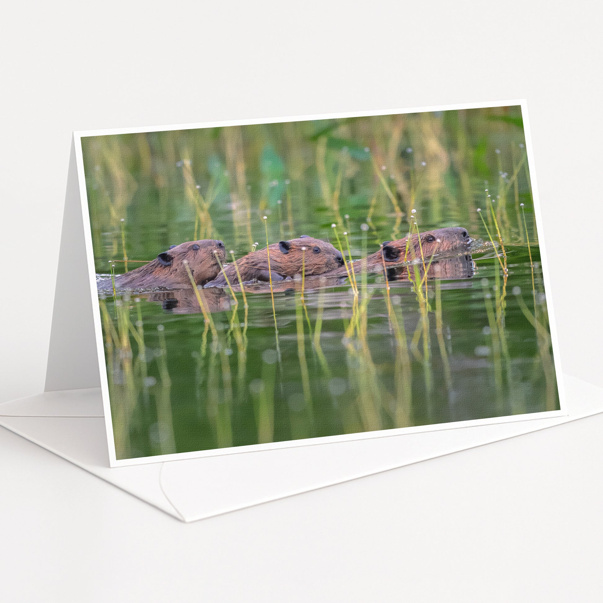 A greeting card featuring three beavers swimming in a body of water surrounded by tall grass.