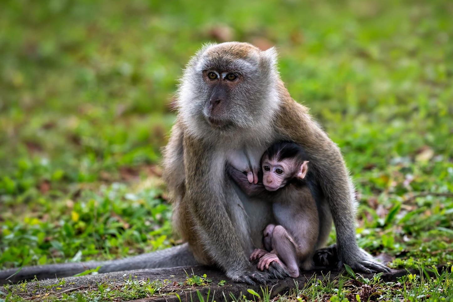 Original photography by Linda Nee showing a wild Long-tailed Macaque mother sheltering her infant beneath her arm on the forest floor at Bukit Timah Nature Reserve in Singapore.