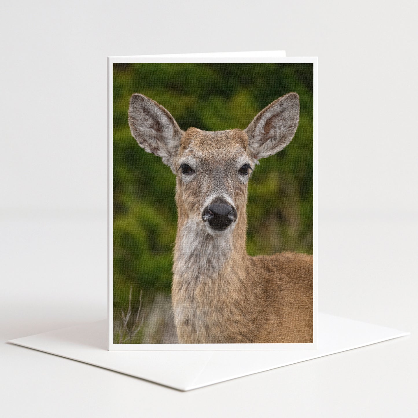 A deer standing in a natural setting, with its head turned to the side and looking directly at the camera.