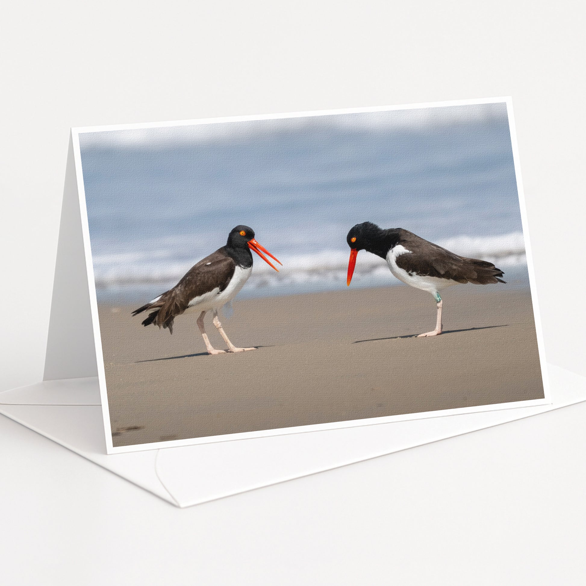 Two black and white birds with orange beaks standing on a sandy beach, facing each other.