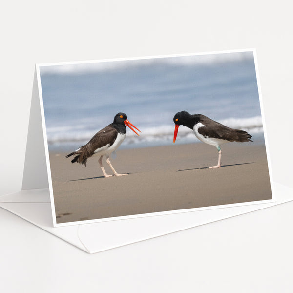Two black and white birds with orange beaks standing on a sandy beach, facing each other.