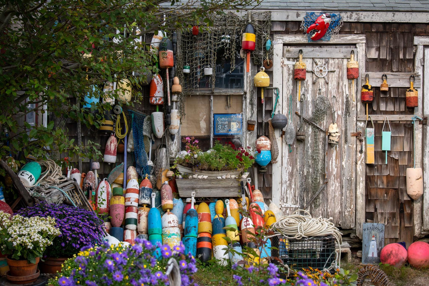 Bearskin Neck fishing shack in Rockport, Massachusetts covered with colorful lobster buoys, worn fishing nets, rope, peeling paint, weathered wood, and late-summer asters photographed by Linda Nee as New England coastal wall art.