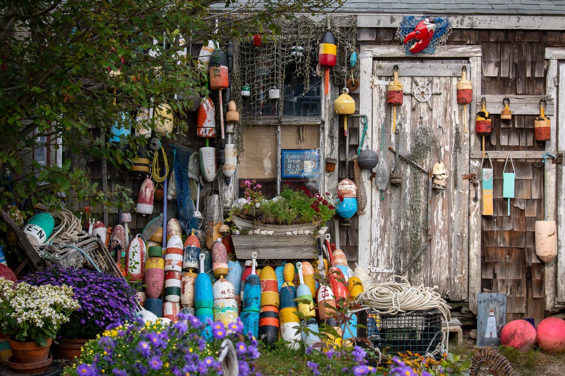 Bearskin Neck fishing shack in Rockport, Massachusetts covered with colorful lobster buoys, worn fishing nets, rope, peeling paint, weathered wood, and late-summer asters photographed by Linda Nee as New England coastal wall art.